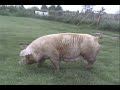 Dam of Boars