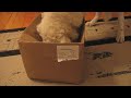 Kuvasz Box Destruction