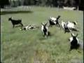 Fainting Goats