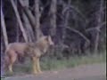 Yellowstone 1950s