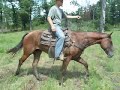 Gunsmoke, a gentle, quiet, trail or lesson horse. Gunsmoke, a gentle, quiet, trail or lesson horse.