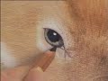Amazing Demonstration - Fawns eye