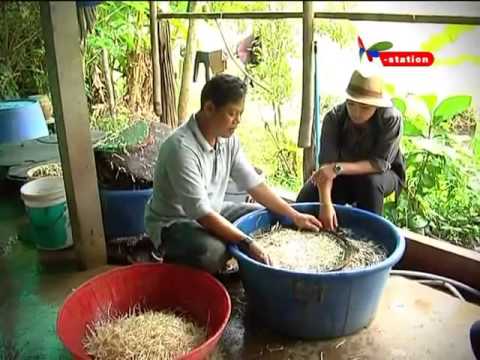 การเพาะถั่วงอก - ปลูกพืชผักไร้ดิน : ถั่วงอกออแกนิกส์ ถั่วงอกตัดราก ตอนที่ 2 http://www.princess-pa-foundation.or.th/ppp2555.
