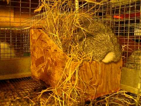 M an' M's Zoli Standard Chinchilla Doe Nesting