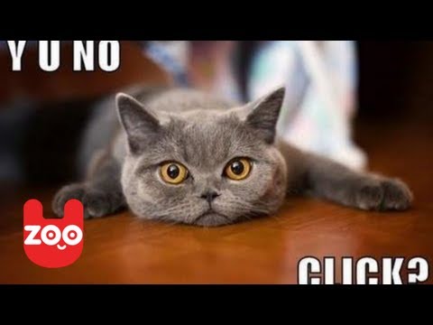 LOLcat Teh Exhibishun
