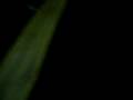 videos de M80 vs Barbie