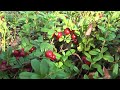Равель релакс видео Карельский перешеек HD