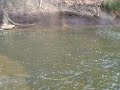 dancing steelhead.