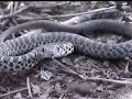 snake versus black cat