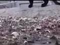snake versus black cat
