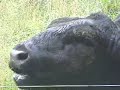 Bulls Fight