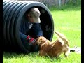 Barking at Bark Tube