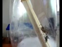 Grass spider vs cricket