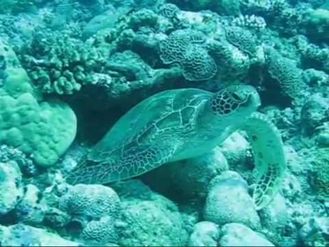 Micronesia and Diving 2007 Part 2