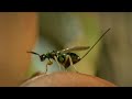 Life of Insects - Attenborough: Life in the Undergrowth - BBC