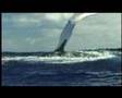 The Great Whale Trail: meeting the tag team