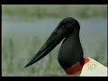 Pantanal Matogrossense - Paisagens e Pássaros