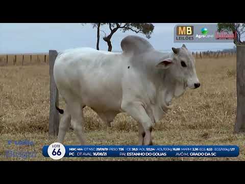 2 DE OLHO NA FAZENDA NELORE BIRIGUI