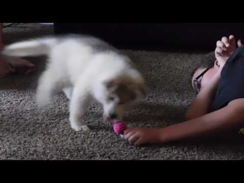 DIVA PLAYING WITH HER TOY