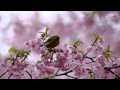 PENTAX K-7 & DA��60-250mmF4ED �ǥ᥸��:YouTube������=81��