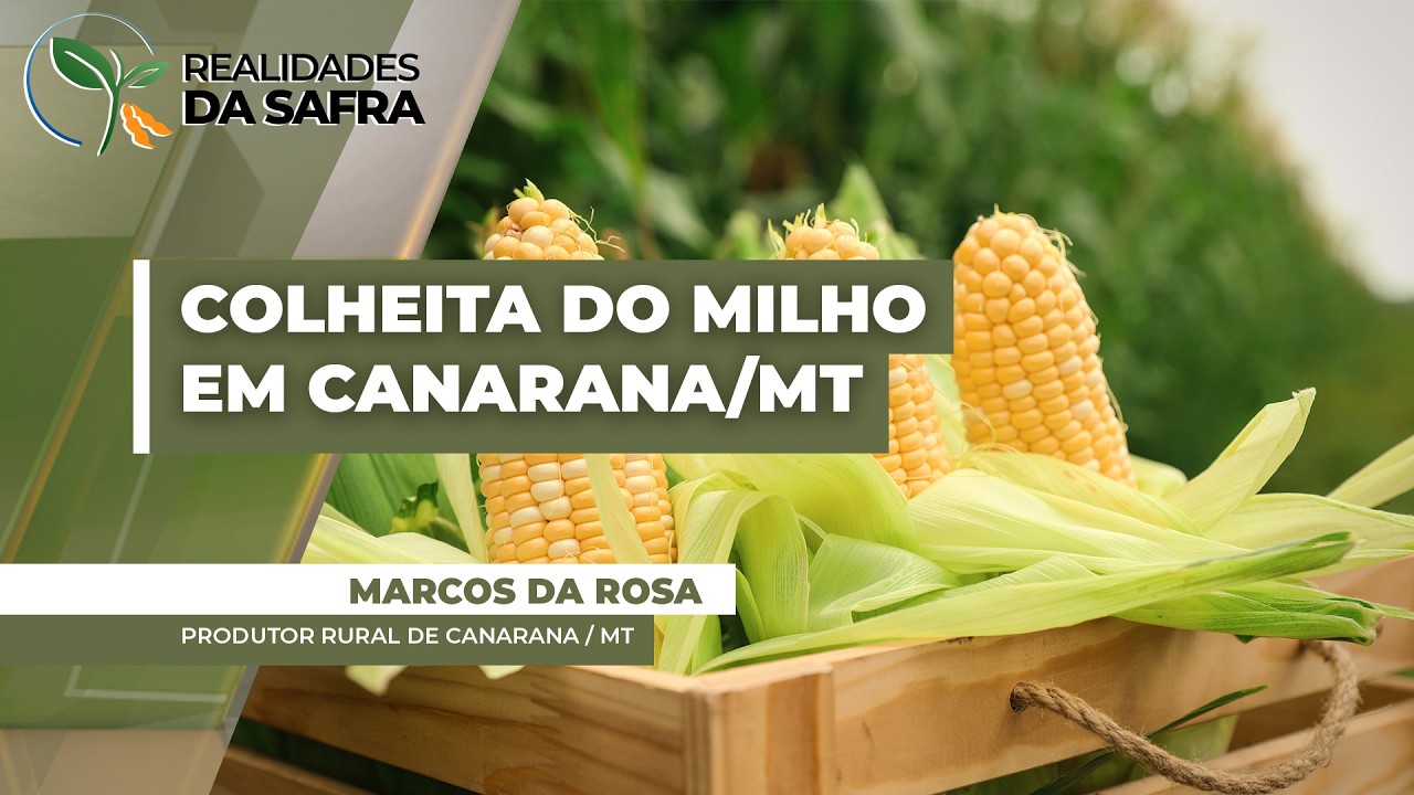 Colheita do milho começa com boas expectativas para lavouras que foram plantadas na janela...