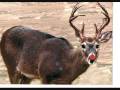 videos de rudolph the red nosed reindeer
