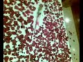 feliz san valentin! tq iran!!