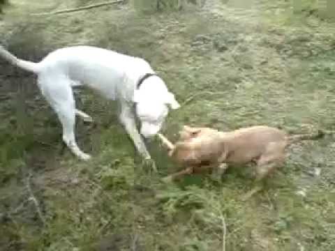 PITBULL VS DOGO ARGENTINO