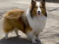 Pet Heaven, Saying Goodbye