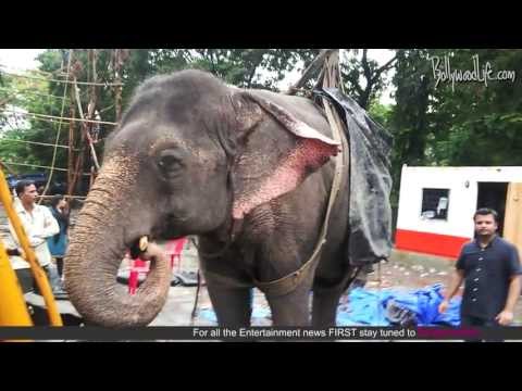 Amitabh Bachchan appeals to animal lovers to save elephant Bijlee