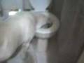 E o Aquiles descobriu a privada...