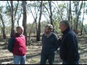 Red gum forests at risk