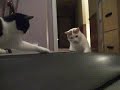 Кошки и беговая дорожка