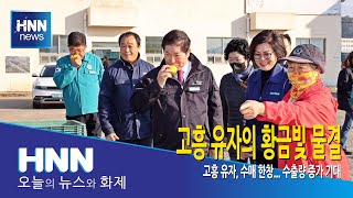 고흥 유자의 황금빛 물결