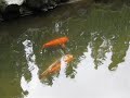 Portland Japanese Garden