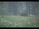 Brown bear attacks moose