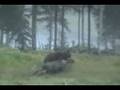 Brown bear attacks moose