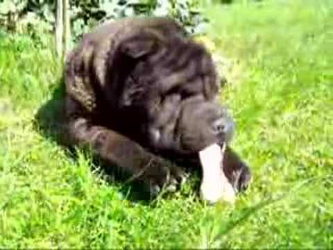 Shar Pei im Garten