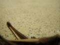 Bugs of Japan (by Dom Bower)