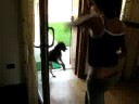 Cane latino americano