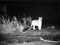 San Gabriel Mountain Lion