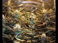 CULTIVO INTERIOR MARIHUANA CULTIVO INTERIOR MARIHUANA