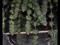 cultivo interior marihuana
