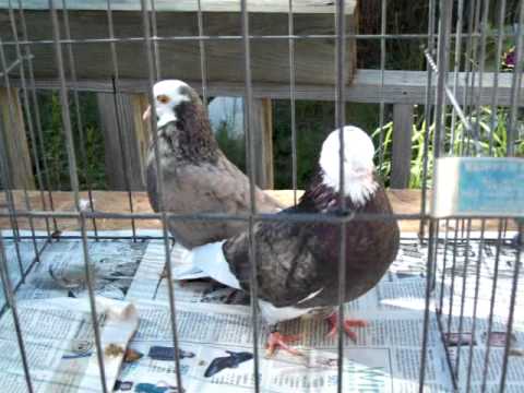 roller pigeons - Here is a short video of just a sample of the birds we have in our lofts. to see the birds that are for sale go to http://www.flickr.com/photos/flyumhighloft...