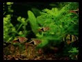 Acuario en verano, noche