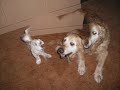 r ip Binky en Tessa r ip Binky en Tessa