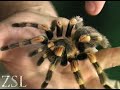 Amazing Arachnids: Mexican Red Kneed Spider