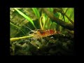 Aqui vai o video que registra o 5º mês de funcionamento do meu segundo aquario plantado. Agradeço o envio de sugestões e criticas. 