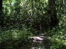 Safety In The Forest - A Filmstrip