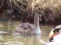 Wildlife files presents Rob Elliott - Circle of Life - 2008